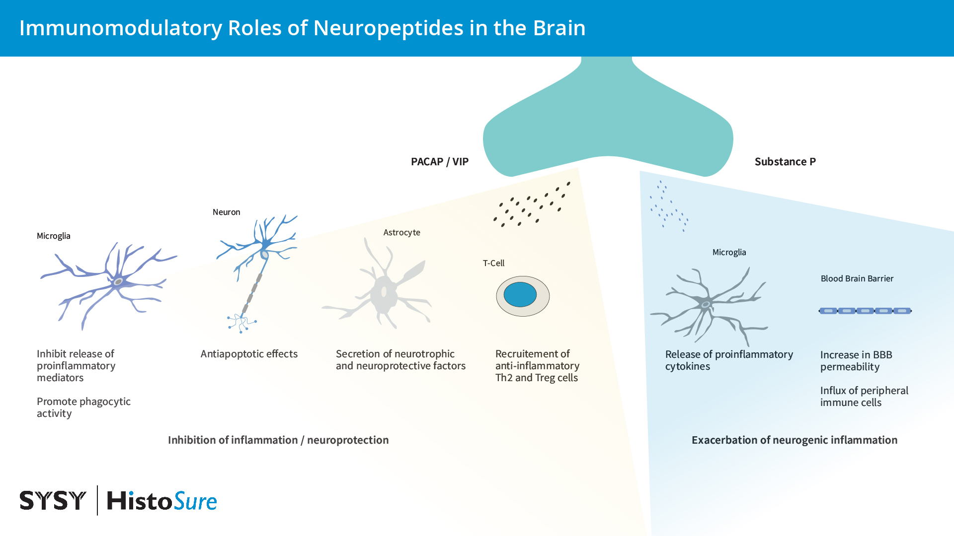 Visual grapgic of immunomodulatory roles of the neuropeptides PACAP, VIP and Substance P in the brain.