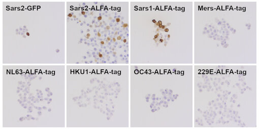 Clone #53E2 recognizes SARS-CoV-1 and SARS-CoV-2